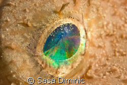 Eye - big one by Sasa Diminic 
